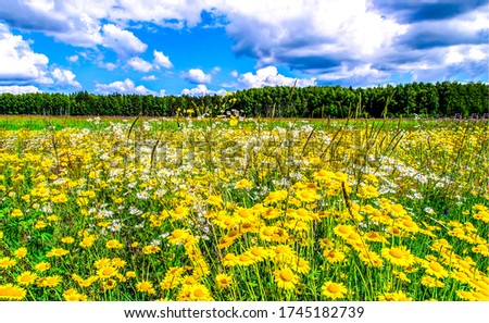 Summer rural meadow flowers landscape. Summer meadow flowers