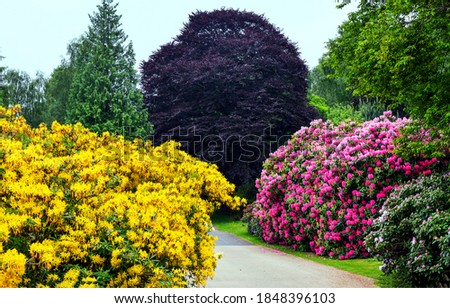 Colorful flowering bushes in garden. Garden blooming flowers. Flower garden in bloom. Bush flowers in garden bloom