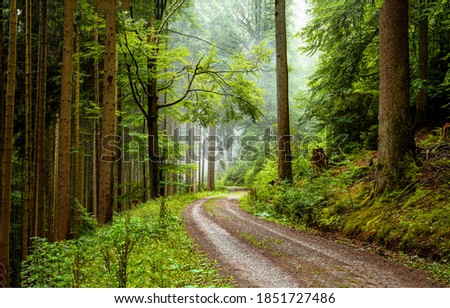 Road in misty forest view. Mist forest road. Misty forest road. Trail in misty forest