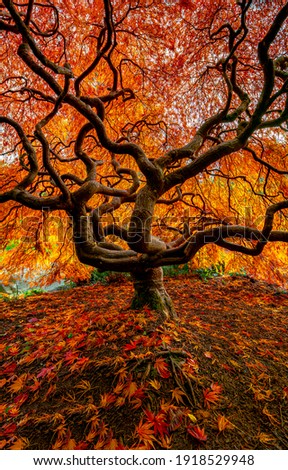 Autumn forest tree leaves fall. Autumn tree. Autumn fall tree. Tree in autumn