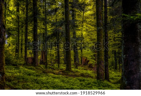 Dark forest trees background. Deep dark forest. Forest trees background. In dark woods