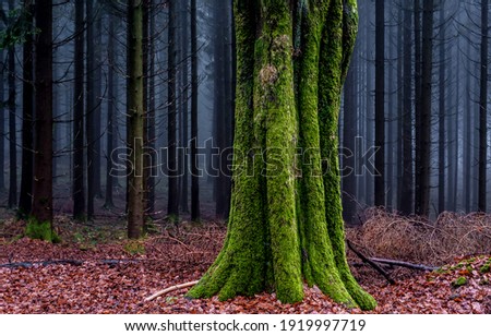 Mossy tree trunk in autumn forest. Forest mist tree moss. Green moss on tree trunk in forest mist. Misty forest tree trunk moss
