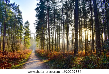 Autumn forest path in morning. Forest path way. Forest pathway. Path in forest