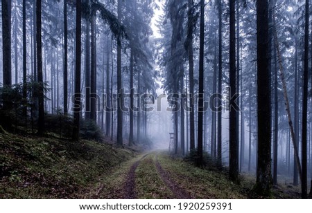 Forest mist trail. Trail to forest mist. Misty forest trail. Forest mist view