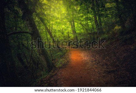 Fairy forest trail view. Trail in fairy forest. Fantastic wood trail. Forest trail. Forest trail landscape