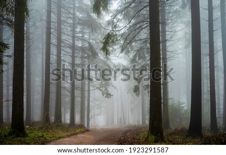 Road in forest mist view. Forest mist. Fog in forest mist. Misty forest trail view