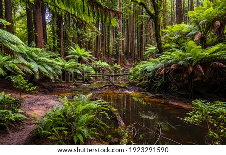 Rainforest creek water. Rainforest water trail. In rainforest. Rainforest trail view