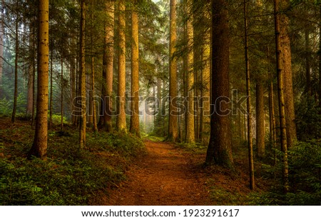 Pine forest grove trail view. Pine forest scene. Trail in pine forest. Pine forest trees