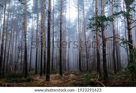Forest mist trees background. Misty forest trees. Forest in mist. Forest mist background