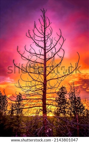 Similar – Image, Stock Photo Tree silhouettes at sunset
