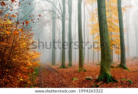 Morning fog in the autumn forest. Misty forest in autumn fog. Autumn misty forest in morning. Misty autumn forest