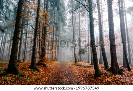 A trail in the autumn misty forest. Misty forest trail in autumn scene. Autumn misty forest trail. Autumn forest trail in mist