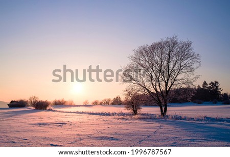 A lonely tree on a winter morning at dawn. Winter snow sunrise. Winter nature at dawn. Winter snow tree at dawn