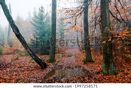 A trail in the autumn forest after the rain. Misty forest after rain in autumn. Misty autumn forest trail view. Trail in misty forest