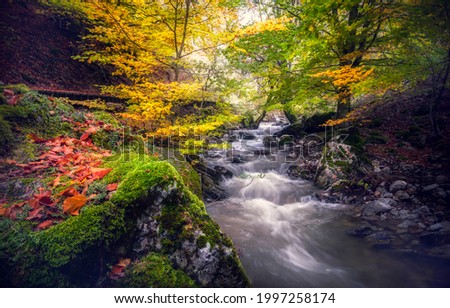 Forest stream in the autumn forest. Autumn forest stream view. River stream in autumn forest. Autumn river stream in autumnal forrest