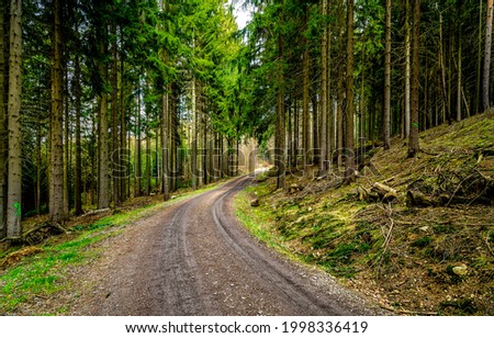 Turn of the road in the forest. Pine forest road. Road in pine forest. Pinewood road landscape
