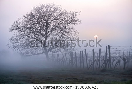 A lonely tree in the morning fog. Tree in foggy morning. Morning fog view. Lovely tree at fence in foggy morning