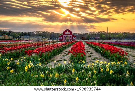Tulip growing farm at sunset. Sunset tulip farm. Tulip farm at sunset. Tulip flower growing farm at sunset