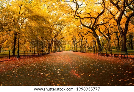 Alley in the autumn city. City park alley in autumn. Autumn city park alley. Alley in autumn fall