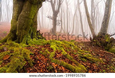 Mossy tree roots in the autumn forest. Mossy roots of forest tree in autumn mist. Misty forest tree roots in autumn. Autumn misty forest tree mossy roots