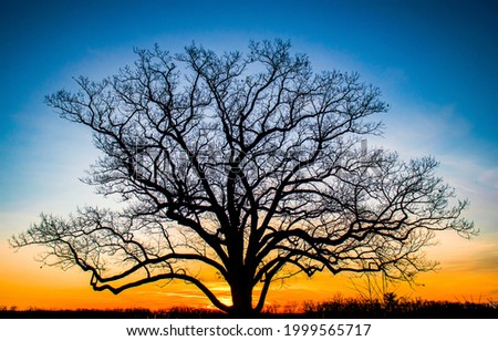 The silhouette of a tree at sunset. Sunset tree silhouette. Sunset tree. Tree at sunset