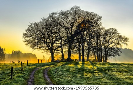 Trees by a rural road in the morning fog at dawn. Sunrise trees at dawn fog. Foggy morning at dawn in countryside. Early morning country at dawn