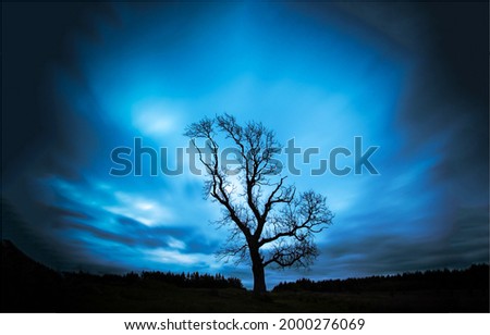 The silhouette of a lonely tree in the darkness of the blue night. Lonely tree in evening. Dark blue sky lonely tree.
