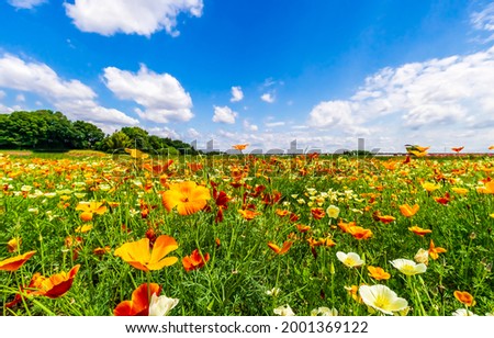 Similar – Foto Bild Bunte Blumen in klarem Wasser