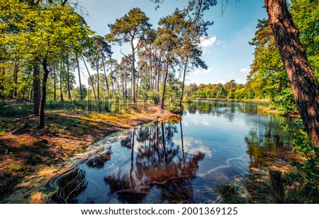 Forest river on a clear summer day. River in forest. Forest river landscape. Pine forest river landscape
