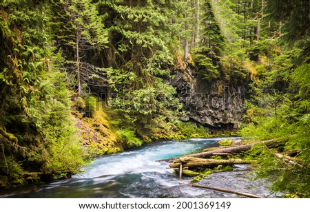 River flow in the forest. Forest river flow. River stream in forest. Deep forest river stream view