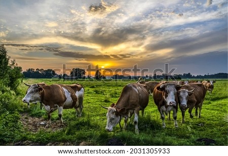A herd of cows on a pasture at dawn. Cows grazing at dawn. Sunrise in cow farm. Early morning cow herd grazing