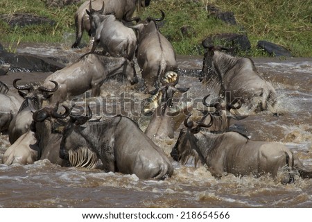 A high-impact image, showing a huge Nile Crocodile (Crocodylus niloticus) attacking, with jaws wide open, a wildebeest during a Mara river crossing. Masai Mara, Kenya