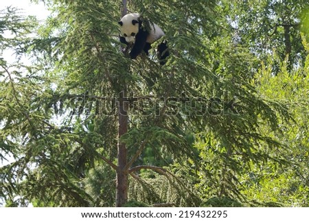 An adorable 1-year old Giant Panda cub, called Xing Bao, climbs a high tree and relaxes, in funny postures, in a tree fork.