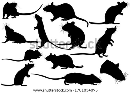 Large set of graphic illustration of a black silhouette of a realistic rat in isolate on a white background. Vector illustration
