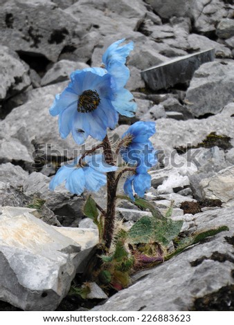 The beautiful light blue and hairy Meconopsis horridula flower (prickly blue poppy) found at an altitude of 4000m in the Annapurna Himalayas of Nepal.