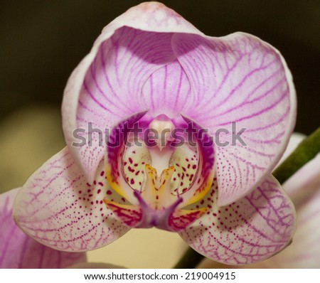 Orchidaceae is a diverse and widespread family of flowering plants with blooms that are often colourful and often fragrant, commonly known as the orchid family