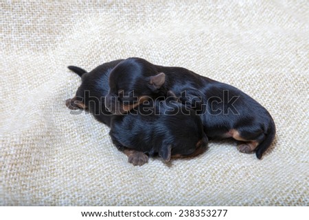 Puppies yorkishirskogo terrier dogs sleep at the age of two weeks