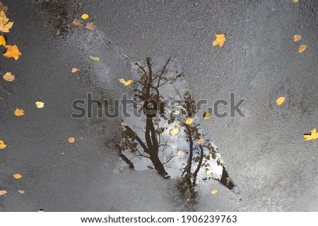 Similar – Image, Stock Photo Leaf reflection on puddle with ice and foliage