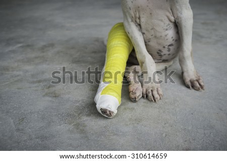 dog,Puppy with a broken leg, splint