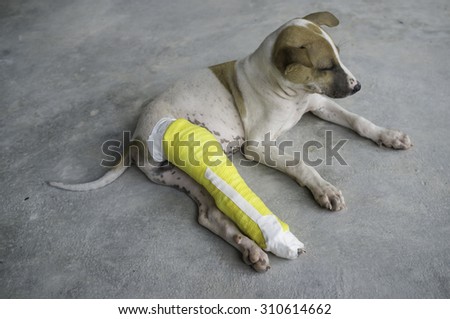 dog,Puppy with a broken leg, splint