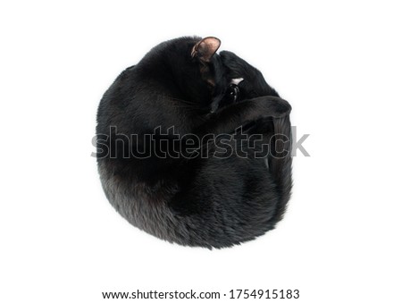 Sleeping black cat rolled up like a circle Stockfoto © 
