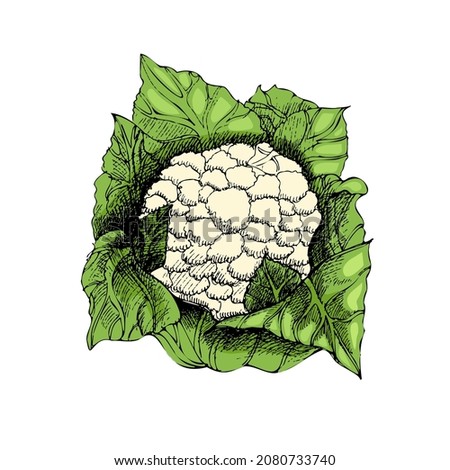 Vector hand drawn vegetable Illustration. Detailed retro style hand-drawn sketch of cauliflower. Vintage sketch element for labels, packaging and cards design.