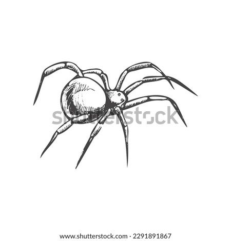 Hand drawn spider, isolated on white background. Drawing sketch of the black spider. Halloween, folklore black magic attribute. Vector.