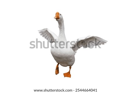 Similar – Image, Stock Photo a white goose flaps its wings