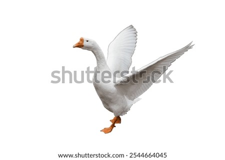 Similar – Image, Stock Photo a white goose flaps its wings