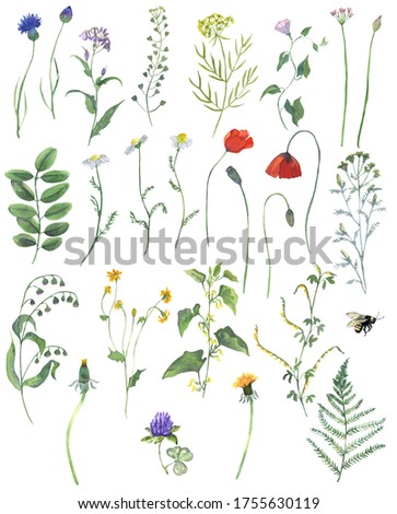 Watercolor Wild Flowers and Plants Clipart. Floral illustration. Botanica elements. Spring Summer Flower Clipart. It can be used for postcard, scrapbook, website, invitation. Zdjęcia stock © 