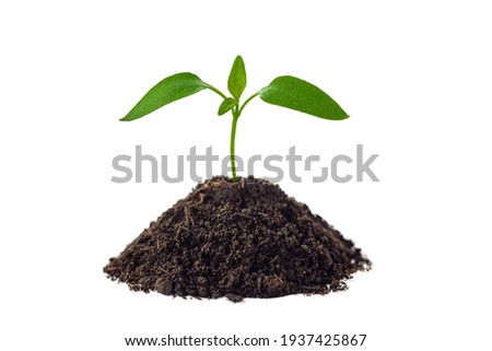 Similar – Image, Stock Photo New tomato plant in a vegetable garden