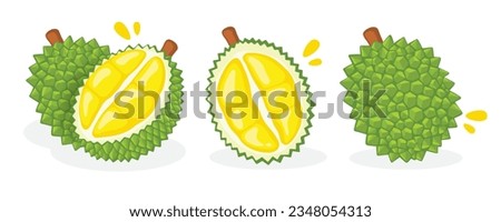 Fresh durian on a white background, Fruit hand drawn, vector illustration.