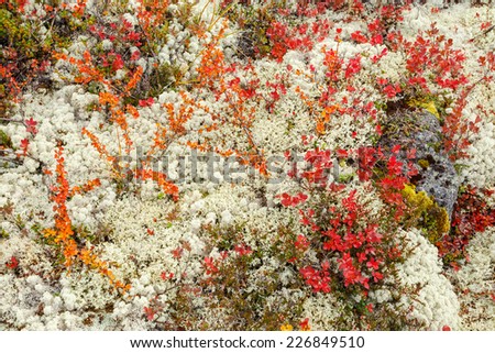 Colorful blueberry and dwarf birch leaves among lichens form a carpet in autumn tundra in Hibiny mountains above the Arctic Circle, Russia