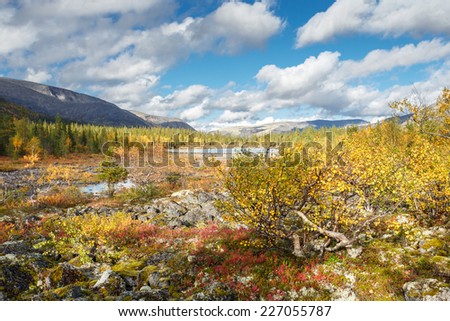 Colorful curly birches in northern taiga elfin forest in Hibiny mountains above the Arctic Circle